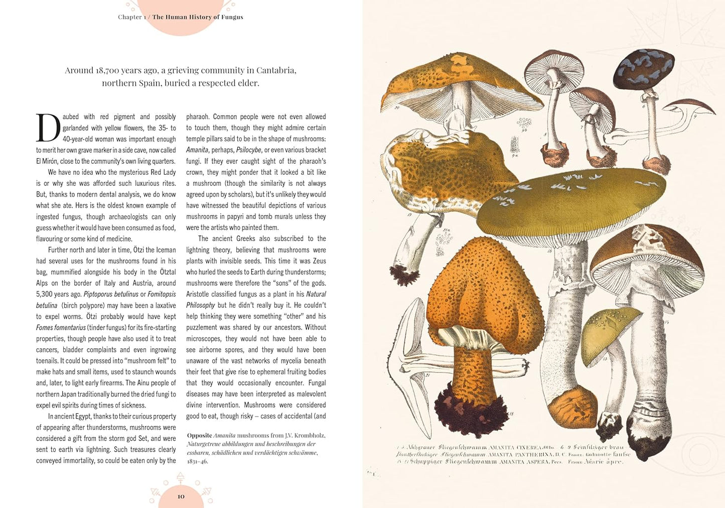 The Magic of Mushrooms: Fungi in Folklore, Superstition and Traditional Medicine: Fungi in Folklore, Superstition and Traditional Medicine