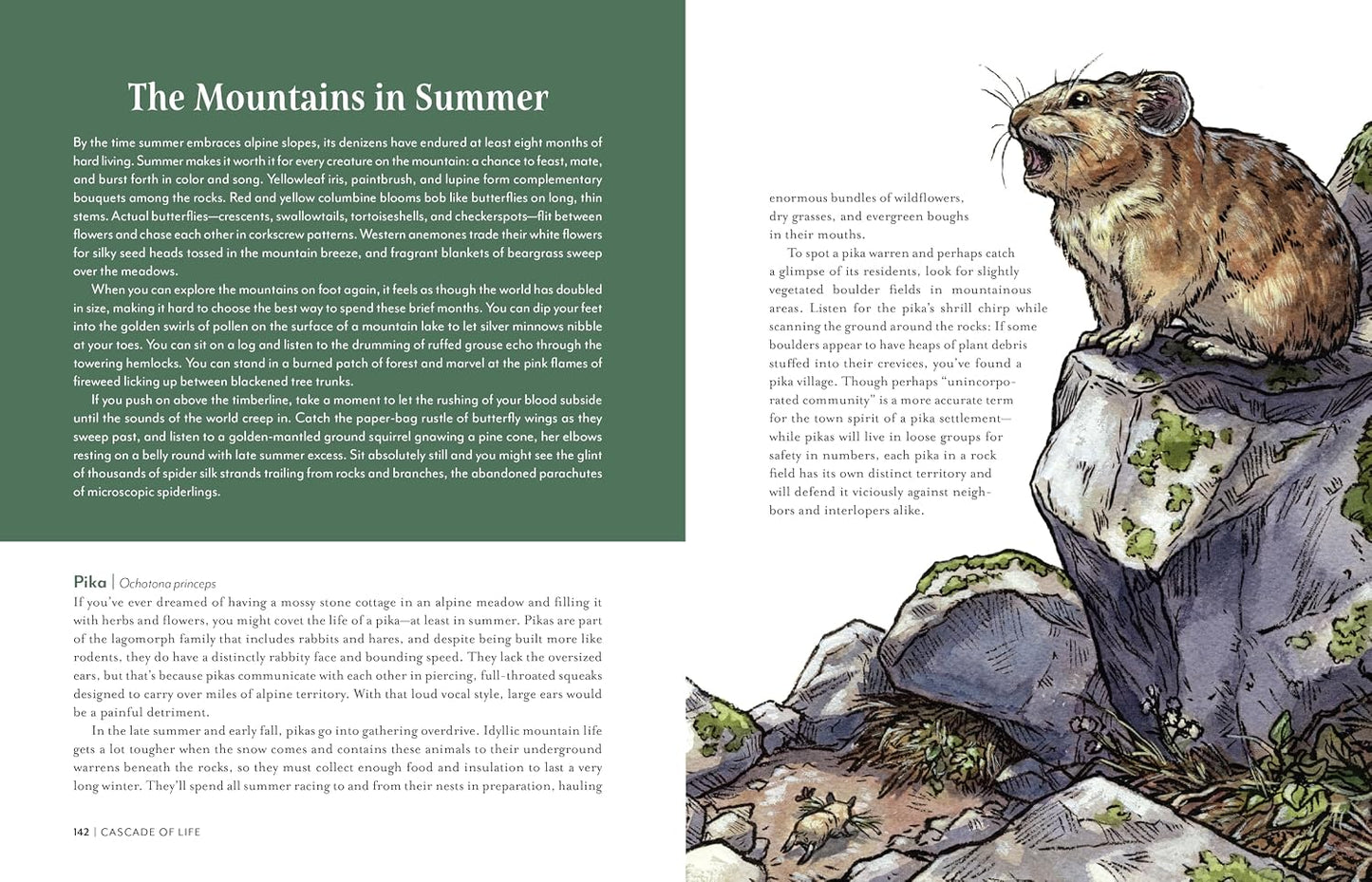 Cascade of Life: An Artist’s Seasonal Guide to the Wild Northwest