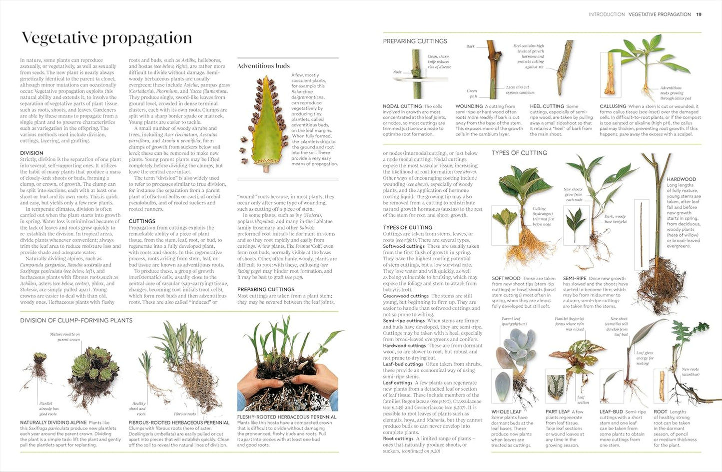 Propagating Plants: How to Grow Plants for Free: How to Grow Plants for Free