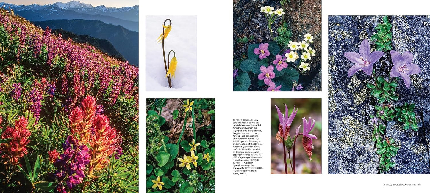Salmon, Cedar, Rock & Rain: Washington’s Olympic Peninsula