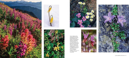 Salmon, Cedar, Rock & Rain: Washington’s Olympic Peninsula