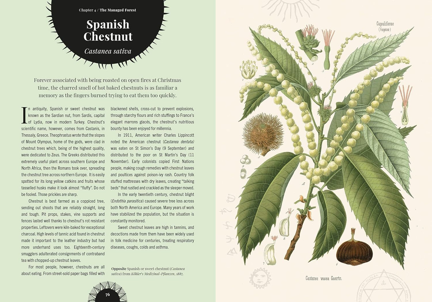 Witch's Forest: Trees in Magic, Folklore and Traditional Remedies: Trees in Magic, Folklore and Traditional Remedies