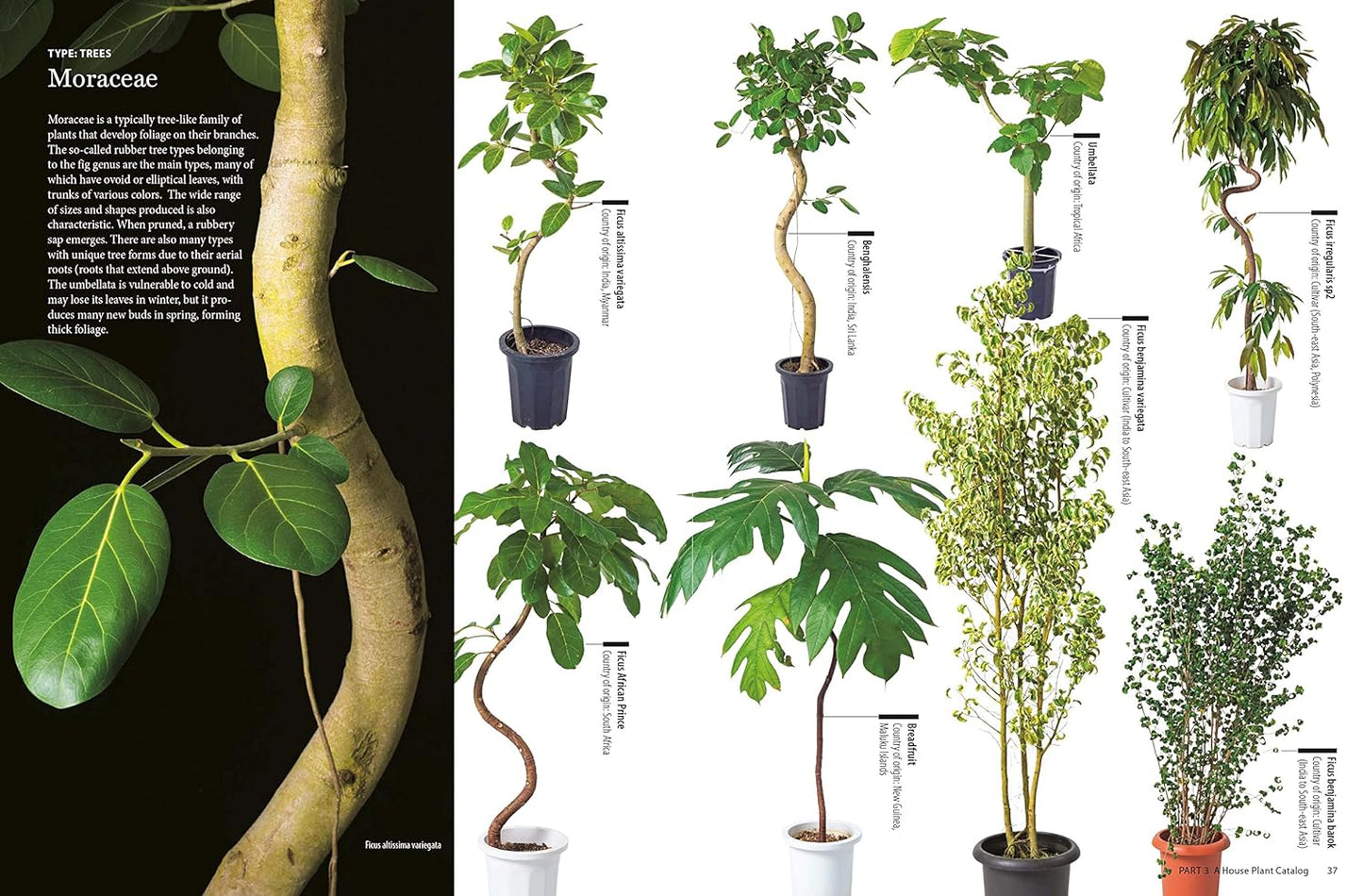 House Plants for Every Space: A Concise Guide to Selecting, Designing and Maintaining Plants in Any Indoor Space: A Concise Guide to Selecting, Designing and Maintaining Plants in Any Indoor Space