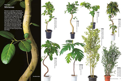 House Plants for Every Space: A Concise Guide to Selecting, Designing and Maintaining Plants in Any Indoor Space: A Concise Guide to Selecting, Designing and Maintaining Plants in Any Indoor Space