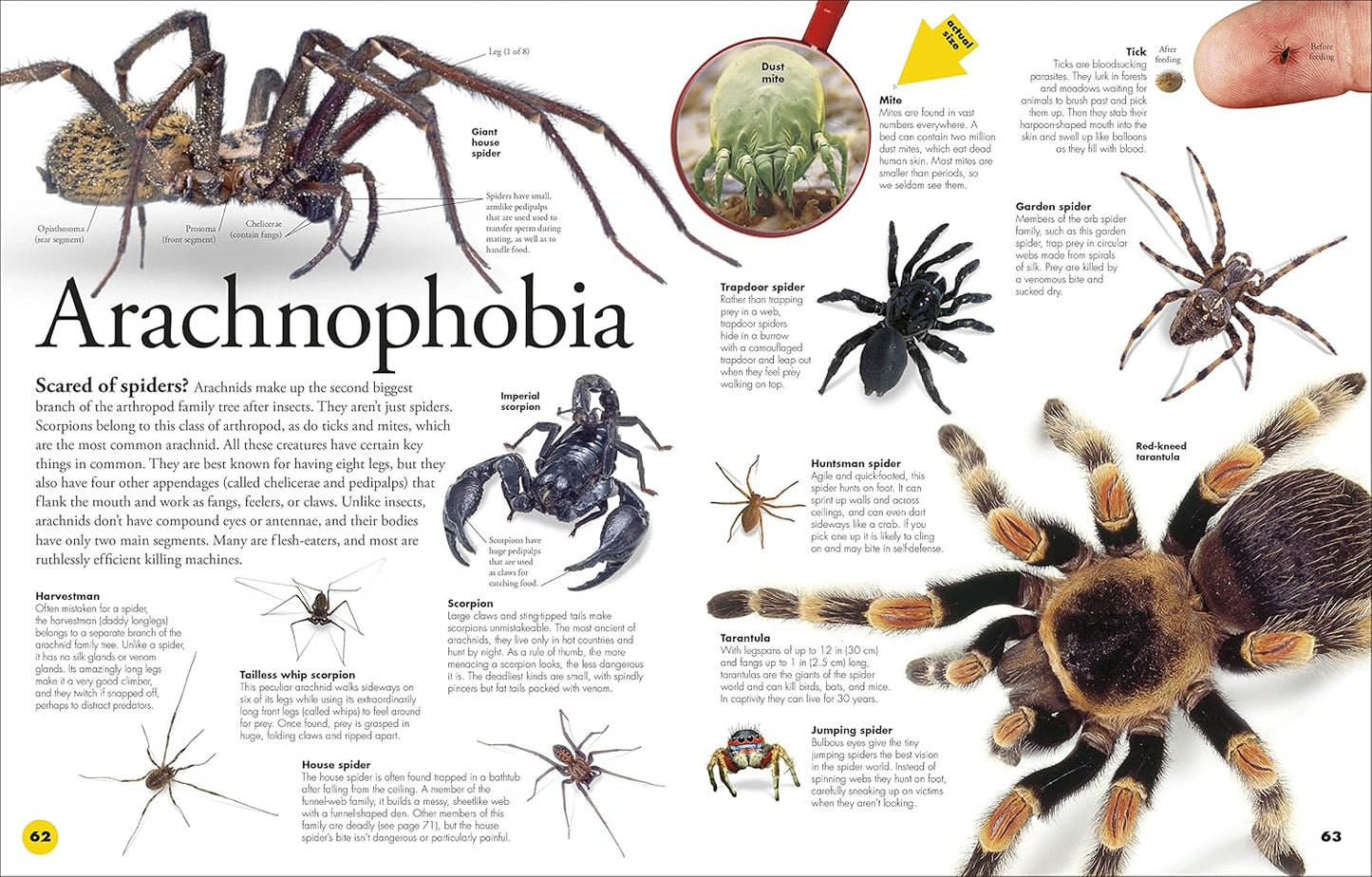 Everything You Need to Know about Bugs by DK