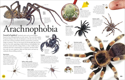 Everything You Need to Know about Bugs by DK
