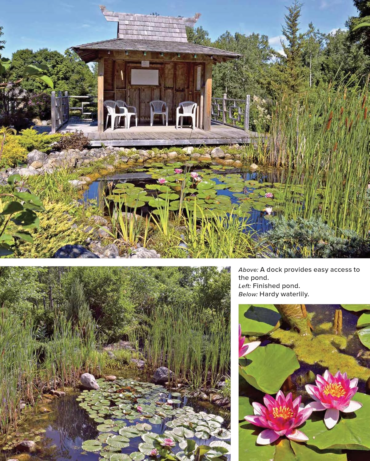 Building Natural Ponds: Create a Clean, Algae-Free Pond Without Pumps, Filters, or Chemicals: Create a Clean, Algae-Free Pond Without Pumps, Filters, or Chemicals