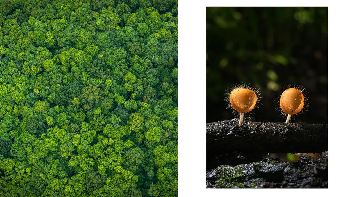 The Hidden Life of Trees: The Illustrated Edition