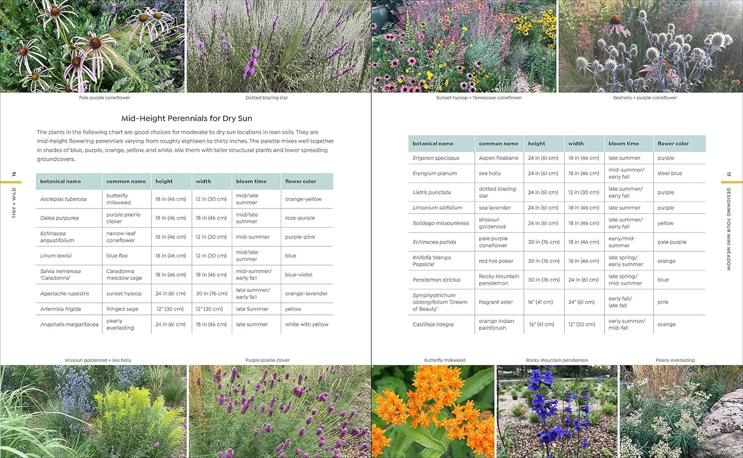 Tiny and Wild: Build a Small-Scale Meadow Anywhere by Graham Laird Gardner