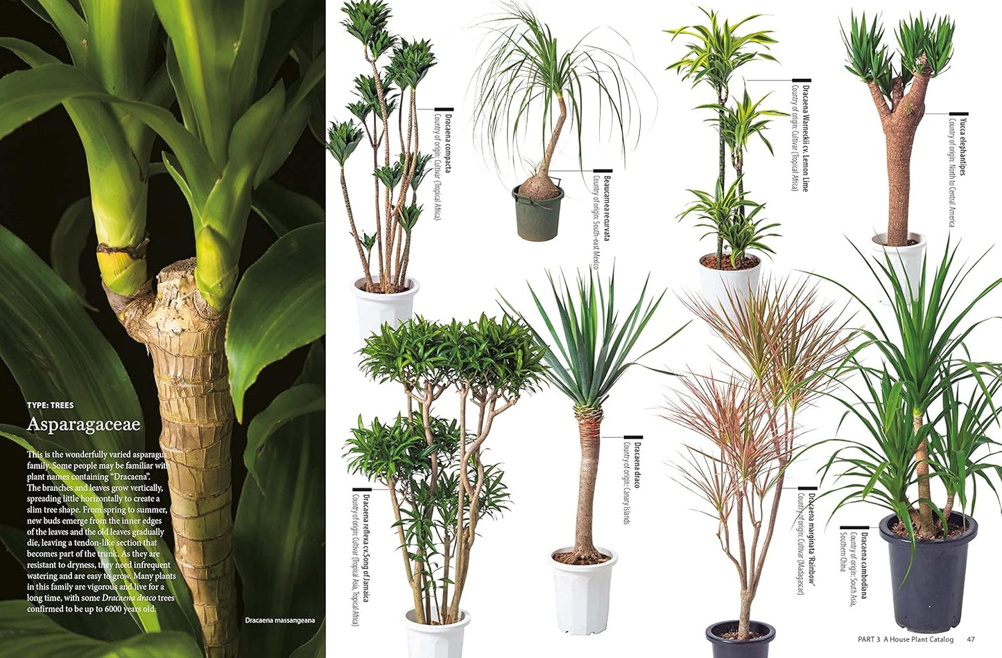 House Plants for Every Space: A Concise Guide to Selecting, Designing and Maintaining Plants in Any Indoor Space: A Concise Guide to Selecting, Designing and Maintaining Plants in Any Indoor Space