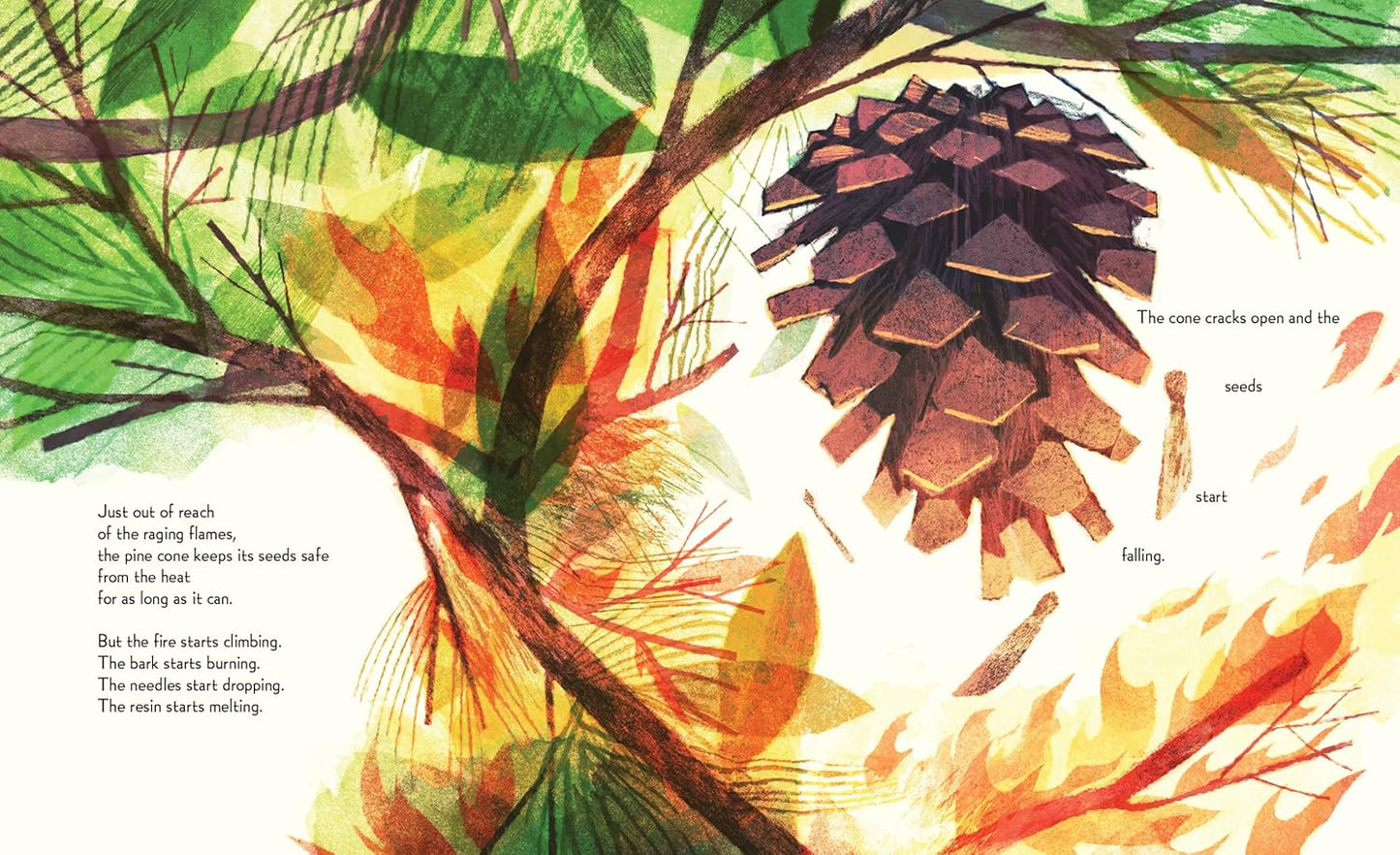 Pine Cone Regrown: How One Species Thrives After Fire by Elisa Boxer