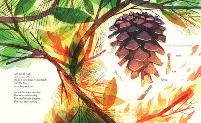 Pine Cone Regrown: How One Species Thrives After Fire by Elisa Boxer