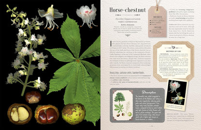 100 Plants That Heal: The Illustrated Herbarium of Medicinal Plants by François Couplan & Gérard Debuigne