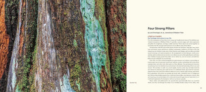 Salmon, Cedar, Rock & Rain: Washington’s Olympic Peninsula