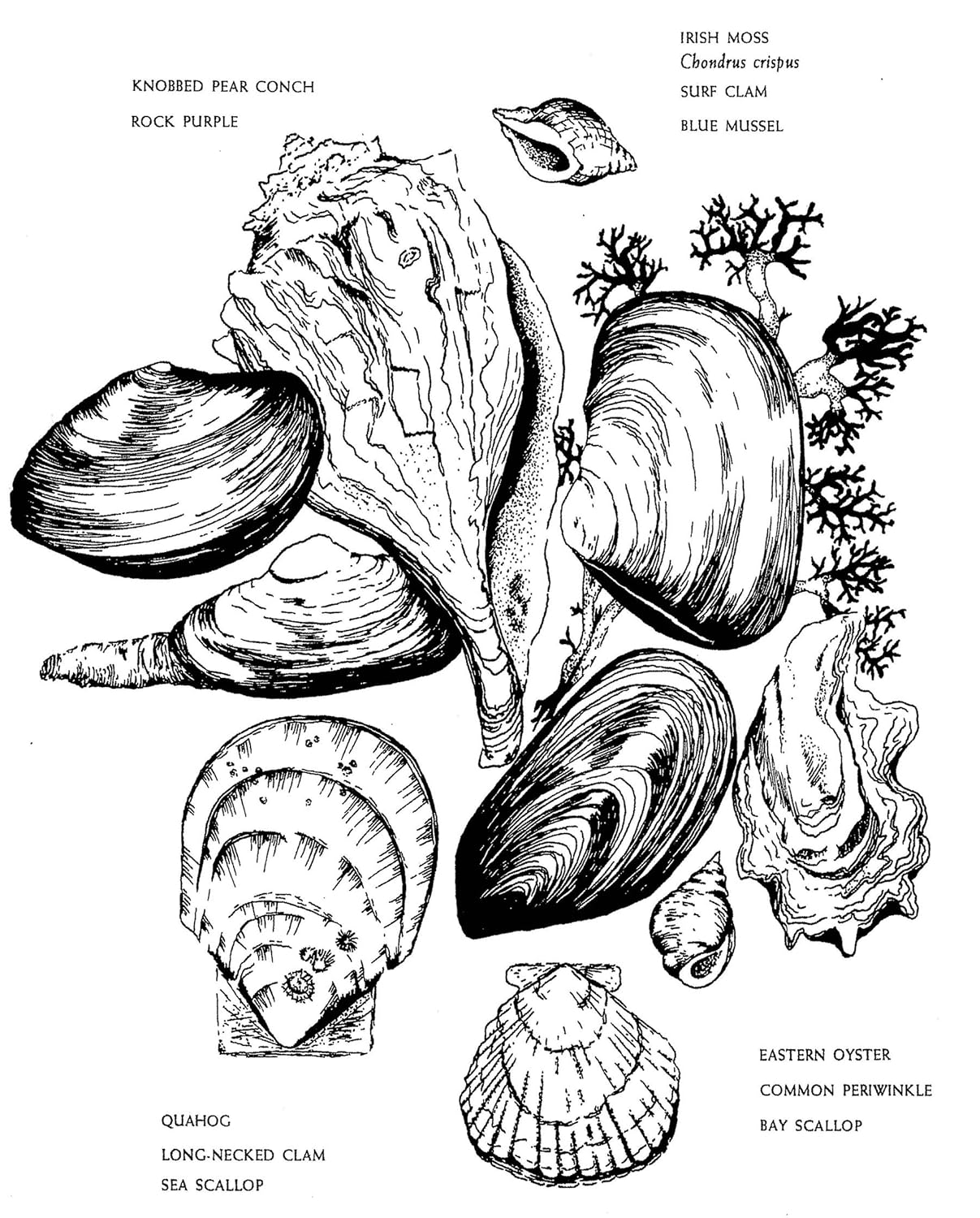 Native Harvests: American Indian Wild Foods and Recipes
