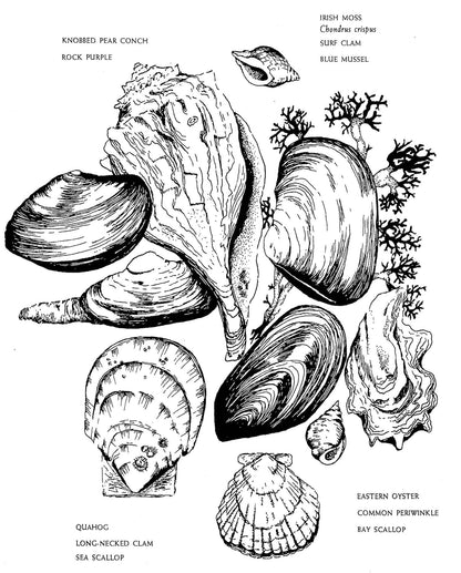 Native Harvests: American Indian Wild Foods and Recipes