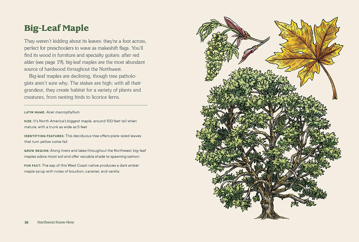 Northwest Know-How: Trees: (A Tree Identification Book): (A Tree Identification Book)
