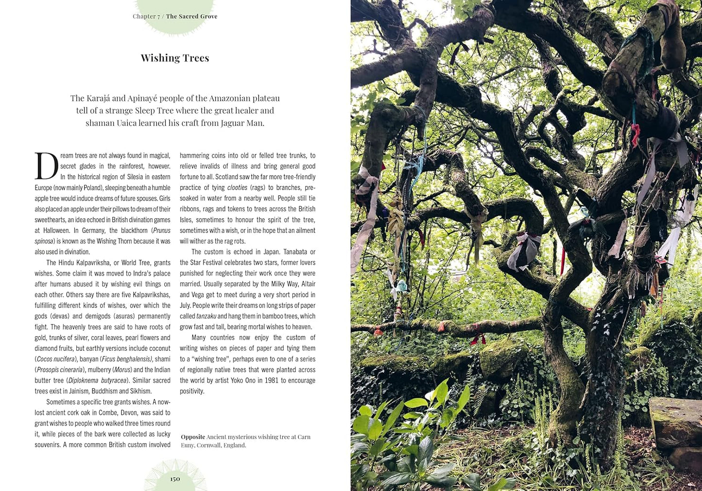 Witch's Forest: Trees in Magic, Folklore and Traditional Remedies: Trees in Magic, Folklore and Traditional Remedies