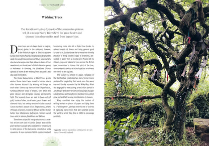 Witch's Forest: Trees in Magic, Folklore and Traditional Remedies: Trees in Magic, Folklore and Traditional Remedies