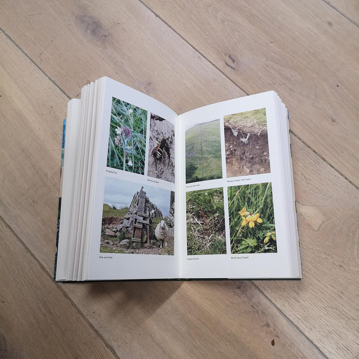 The Observant Walker: Wild Food, Nature and Hidden Treasures on the Pathways of Britain by John Wright (signed copy)