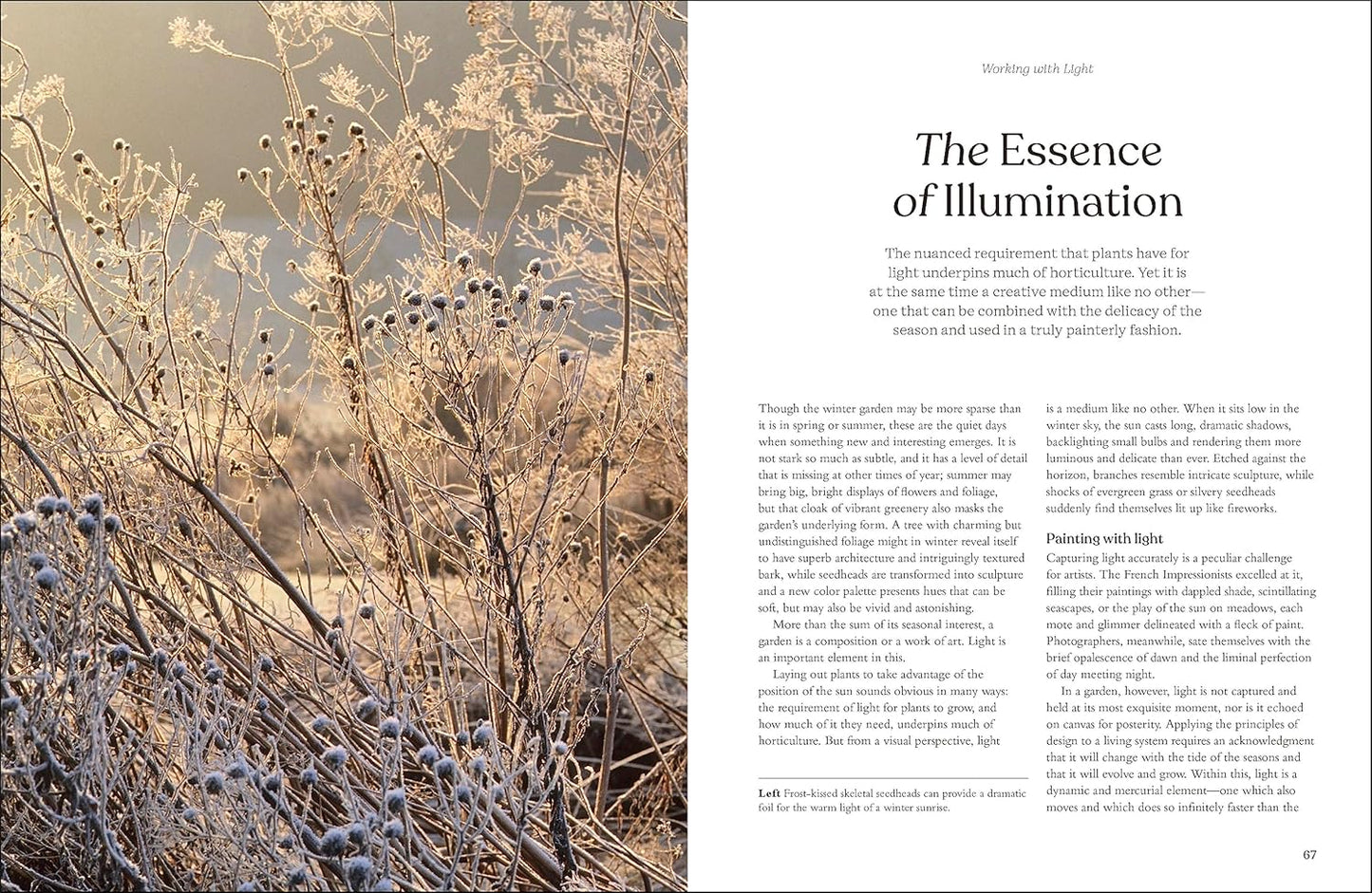 The Winter Garden: Celebrate the Forgotten Season: Celebrate the Forgotten Season