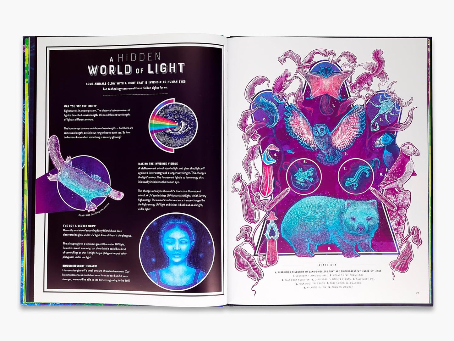 Glow: The Wild Wonders of Bioluminescence by Jennifer N R Smith