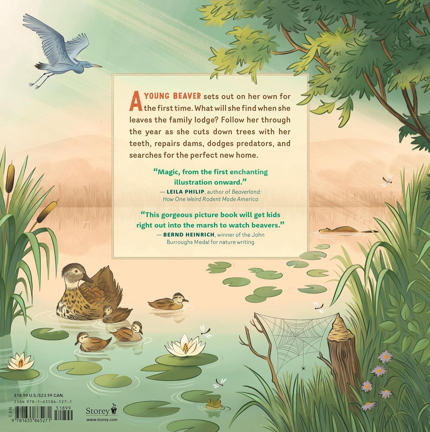 What Goes on Inside a Beaver Pond?