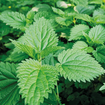Nettle: Simple Things to Do with the Plants Around You (The Little Wild Library)