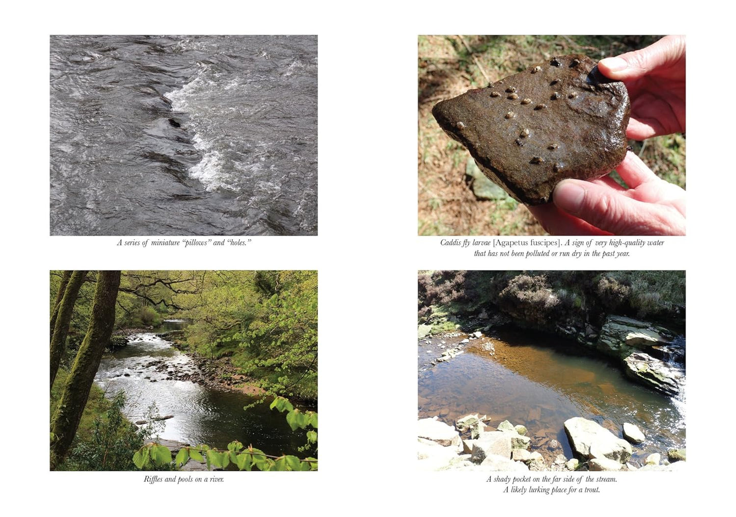 How to Read Water: Clues and Patterns from Puddles to the Sea by Tristan Gooley