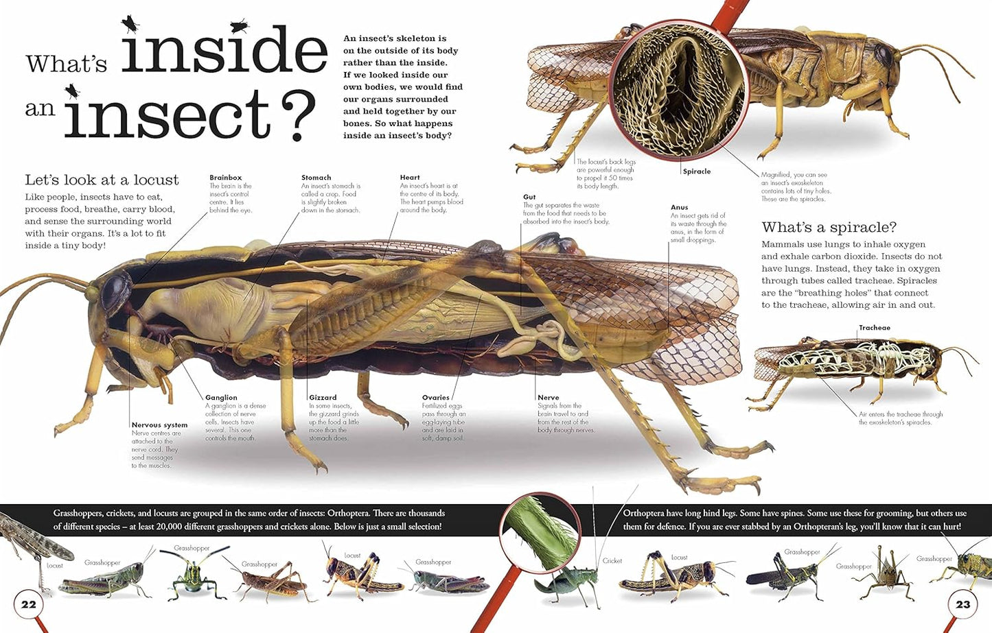 Everything You Need to Know about Bugs by DK