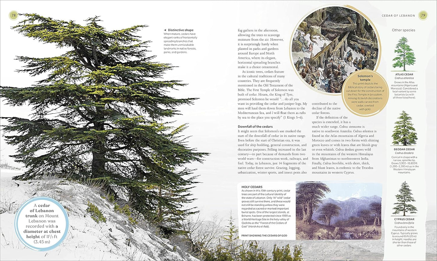 The Tree Book: The Stories, Science, and History of Trees: The Stories, Science, and History of Trees