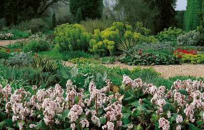 Drought-Resistant Planting