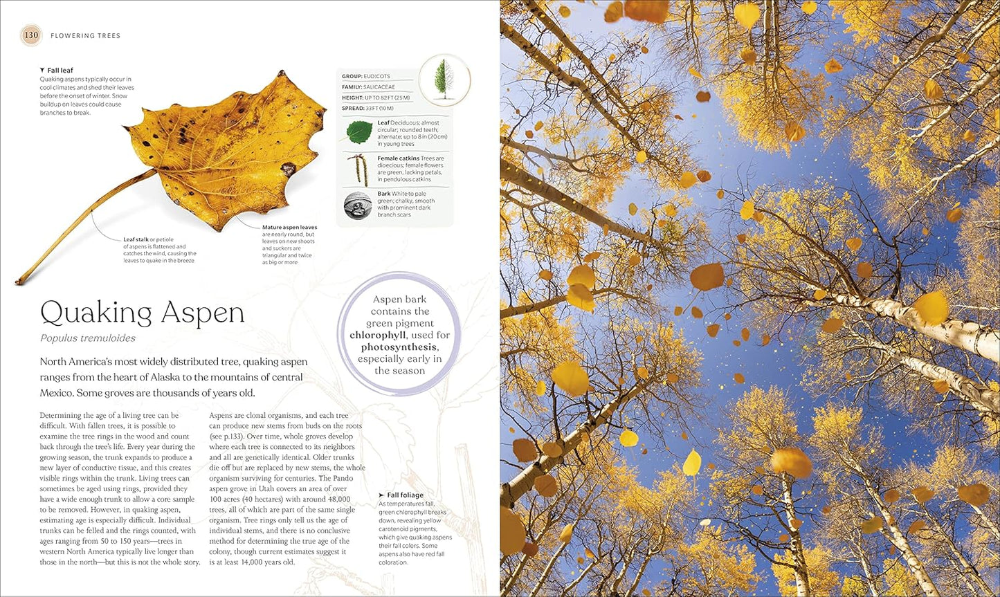 The Tree Book: The Stories, Science, and History of Trees: The Stories, Science, and History of Trees
