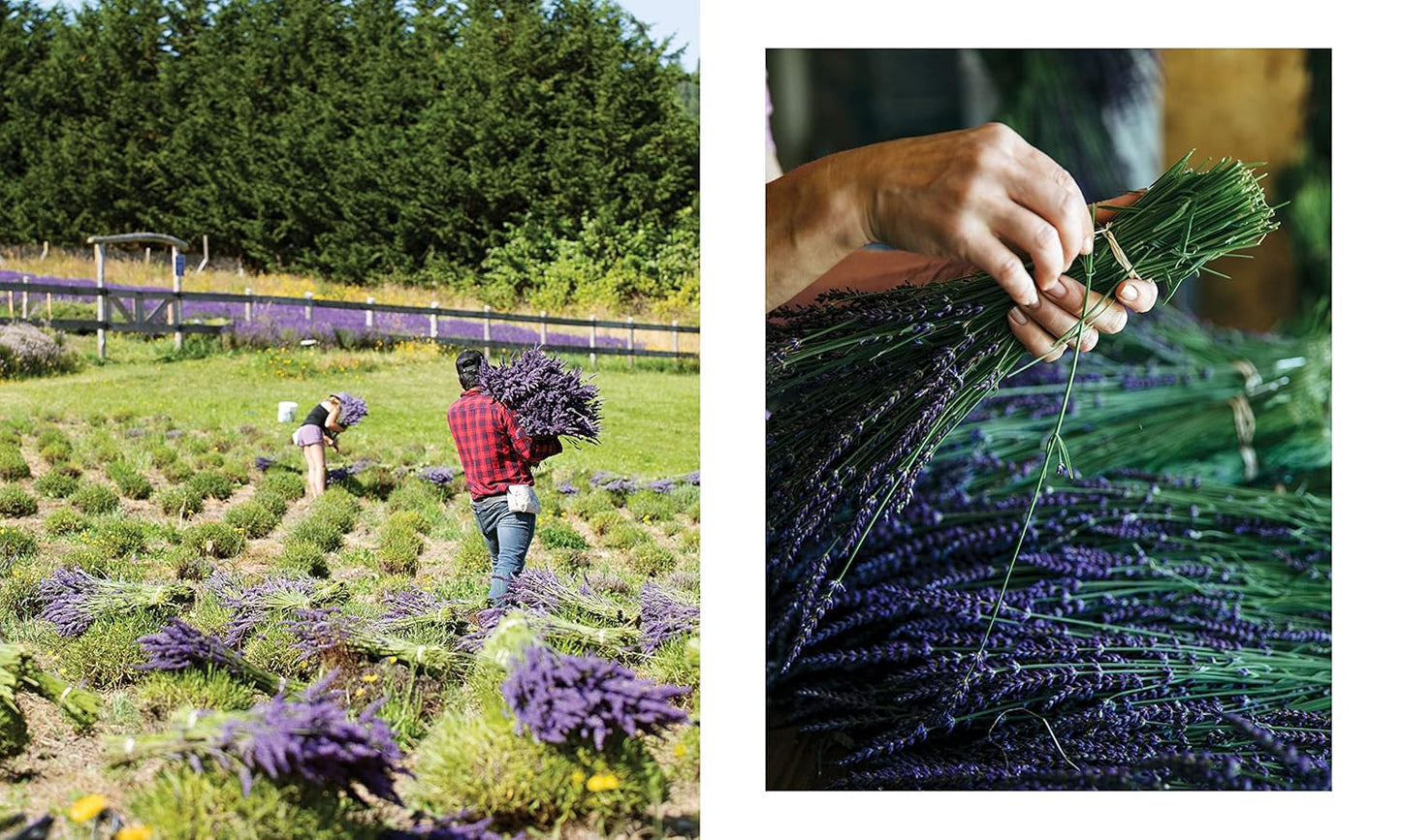 Lavender: 50 Self-Care Recipes and Projects for Natural Wellness by Bonnie Louise Gillis