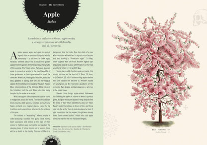 Witch's Forest: Trees in Magic, Folklore and Traditional Remedies: Trees in Magic, Folklore and Traditional Remedies