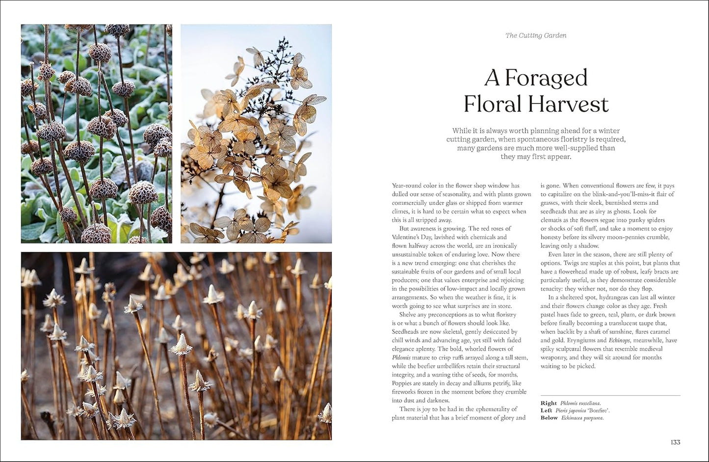 The Winter Garden: Celebrate the Forgotten Season: Celebrate the Forgotten Season