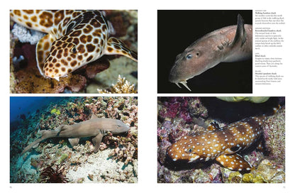 Sharks and Underwater Predators