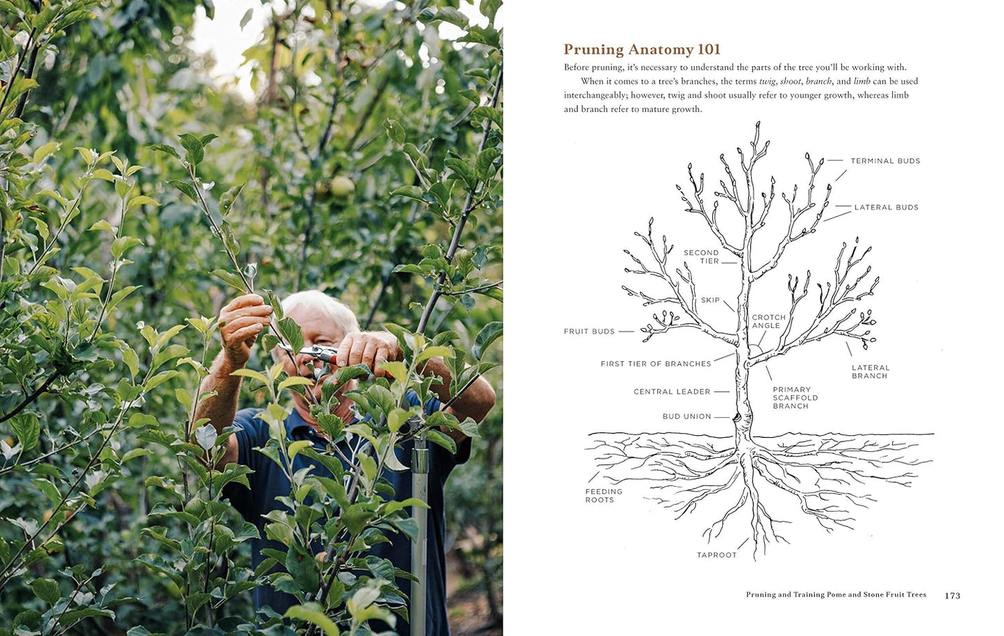 Fruit Trees for Every Garden: An Organic Approach to Growing Apples, Pears, Peaches, Plums, Citrus, and More: An Organic Approach to Growing Apples, Pears, Peaches, Plums, Citrus, and More