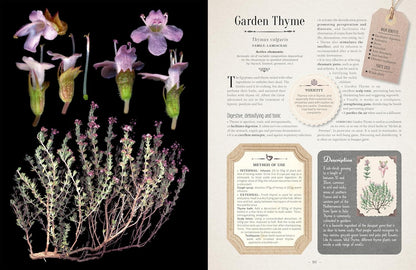 100 Plants That Heal: The Illustrated Herbarium of Medicinal Plants by François Couplan & Gérard Debuigne