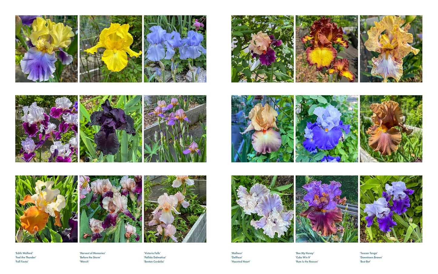 Life with Flowers: Inspiration and Lessons from the Garden: Inspiration and Lessons from the Garden
