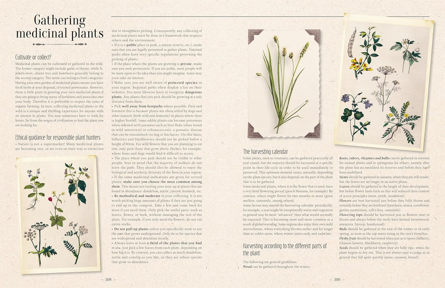 100 Plants That Heal: The Illustrated Herbarium of Medicinal Plants by François Couplan & Gérard Debuigne