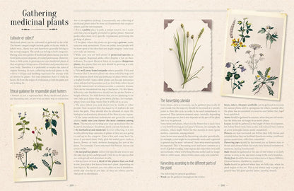 100 Plants That Heal: The Illustrated Herbarium of Medicinal Plants by François Couplan & Gérard Debuigne