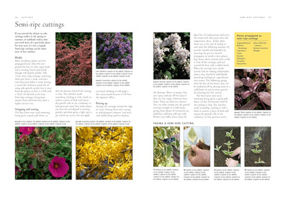 How to Propagate 375 Plants: A Practical Guide to Propagating Your Own Flowers, Foliage Plants, Trees, Shrubs, Climbers, Wet-Loving Plants, Bog and Water Plants, Vegetables and Herbs by Richard Rosenfeld