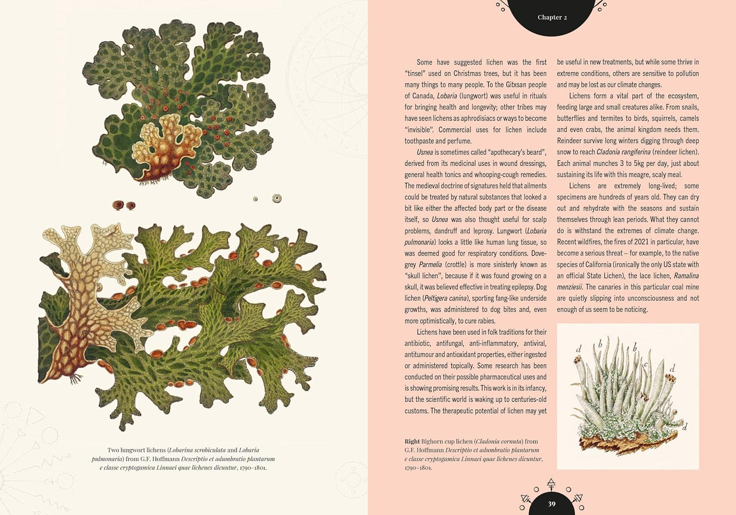 The Magic of Mushrooms: Fungi in Folklore, Superstition and Traditional Medicine: Fungi in Folklore, Superstition and Traditional Medicine