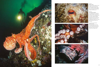 Sharks and Underwater Predators