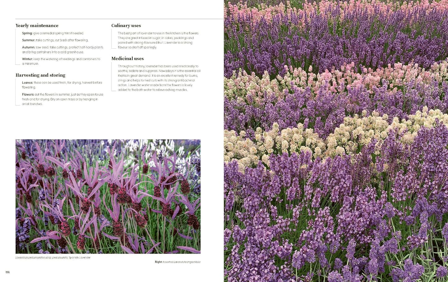 100 Herbs to Grow: A Comprehensive Guide to the Best Culinary and Medicinal Herbs