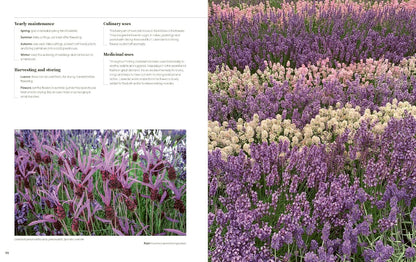 100 Herbs to Grow: A Comprehensive Guide to the Best Culinary and Medicinal Herbs