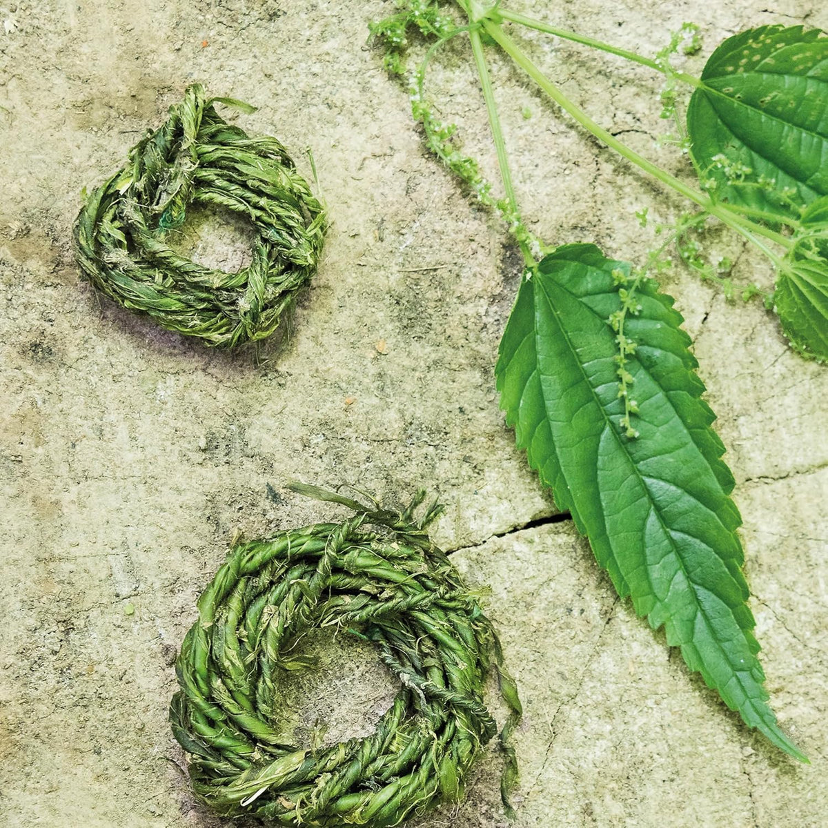 Nettle: Simple Things to Do with the Plants Around You (The Little Wild Library)