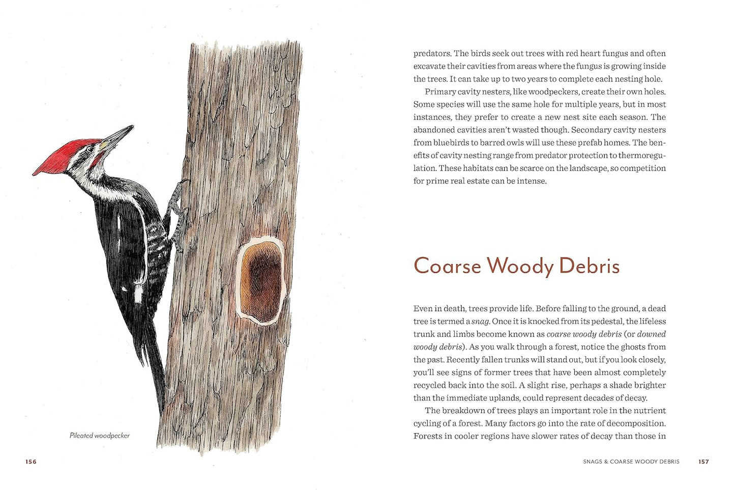 Knowing the Trees: Discover the Forest from Seed to Snag: Discover the Forest from Seed to Snag