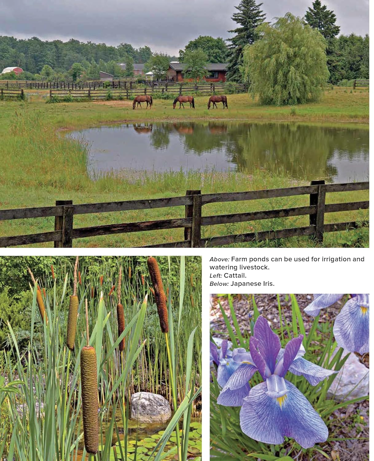 Building Natural Ponds: Create a Clean, Algae-Free Pond Without Pumps, Filters, or Chemicals: Create a Clean, Algae-Free Pond Without Pumps, Filters, or Chemicals